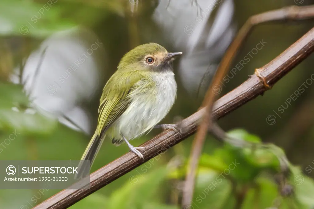 Black_throated Tody_Tyrant Hemitriccus granadensis perched on a branch near Valladolid in southeast Ecuador.