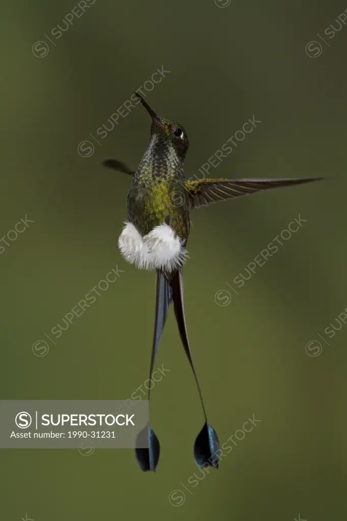 A Booted Racket_tail hummingbird Ocreatus underwoodii feeding at a flower while flying in the Tandayapa Valley of Ecuador.