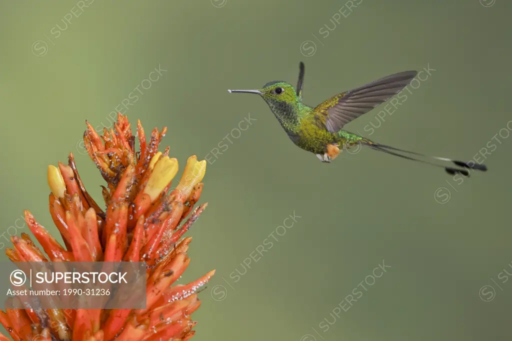 Booted Racket_tail hummingbird Ocreatus underwoodii feeding at a flower while flying at the Wildsumaco reserve in eastern Ecuador.