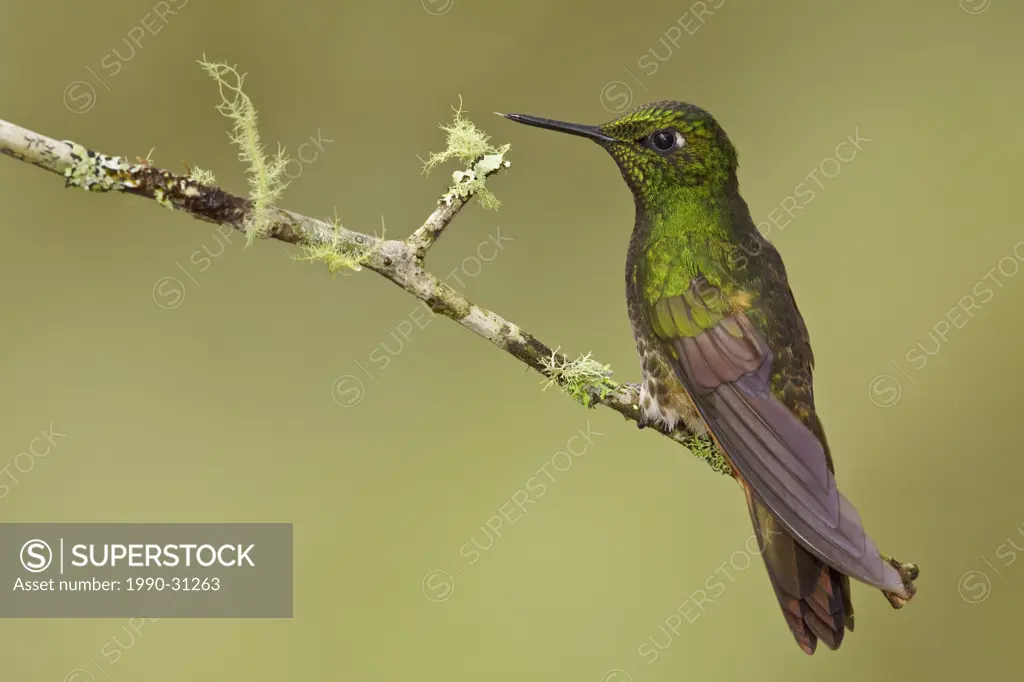 A Buff_tailed Coronet Boissonneaua flavescens feeding at a flower while flying in the Tandayapa Valley of Ecuador.