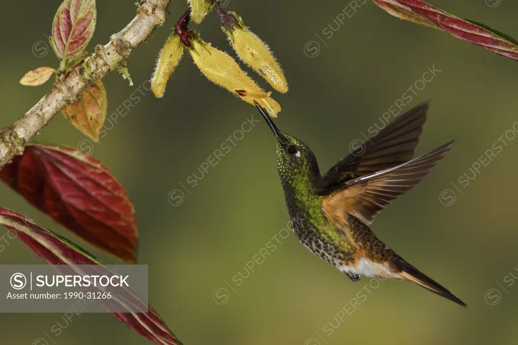 Buff_tailed Coronet Boissonneaua flavescens feeding at a flower while flying in the Tandayapa Valley of Ecuador.