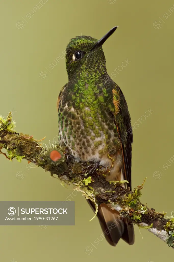 Buff_tailed Coronet Boissonneaua flavescens perched on a branch in the Tandayapa Valley of Ecuador.