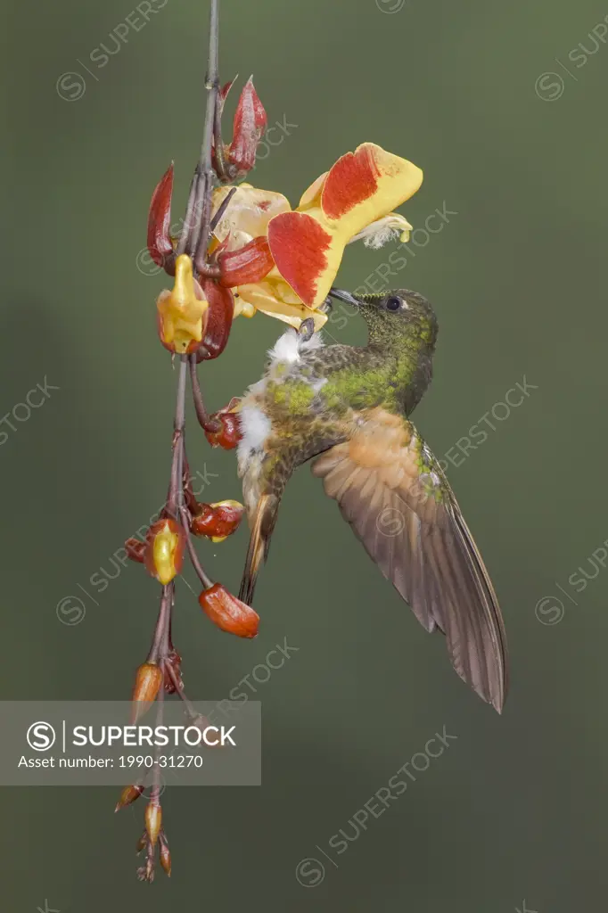 Buff_tailed Coronet Boissonneaua flavescens feeding at a flower while flying at the Mindo Loma reserve in northwest Ecuador.