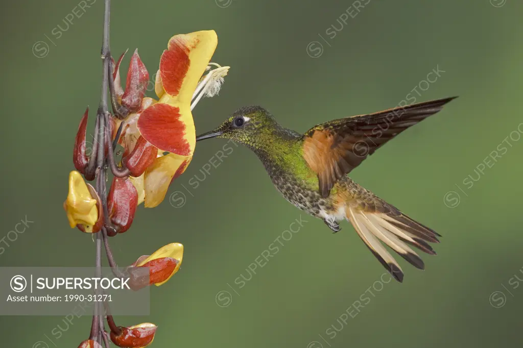 Buff_tailed Coronet Boissonneaua flavescens feeding at a flower while flying at the Mindo Loma reserve in northwest Ecuador.