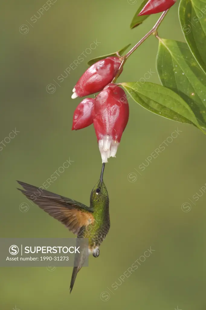 Buff_tailed Coronet Boissonneaua flavescens feeding at a flower while flying at the Mindo Loma reserve in northwest Ecuador.