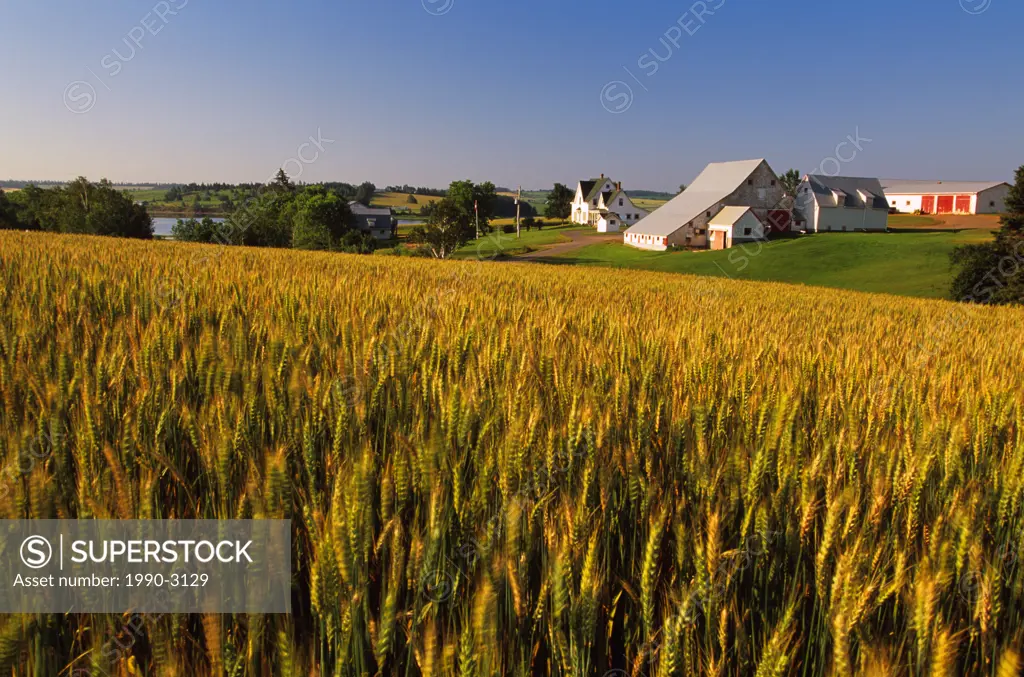 wheat farm, Rusticoville, Prince Edward Island, Canada,