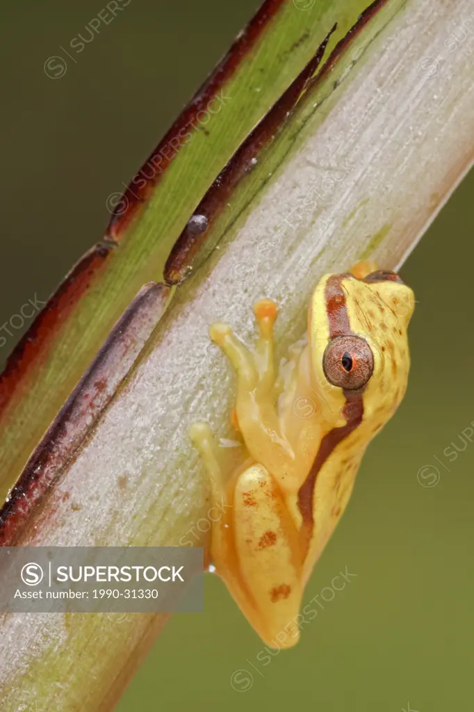 A yellow frog perched on a branch in Podocarpus national Park in southeast Ecuador.