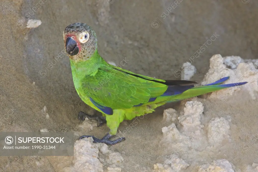 Dusky_headed Parakeet Aratinga weddellii perched near a clay lick along the Napo River in Amazonian Ecuador.