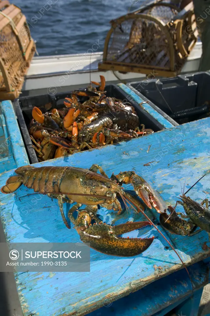 Lobster Fishing, Rustico, PEI, Prince Edward Island, Canada
