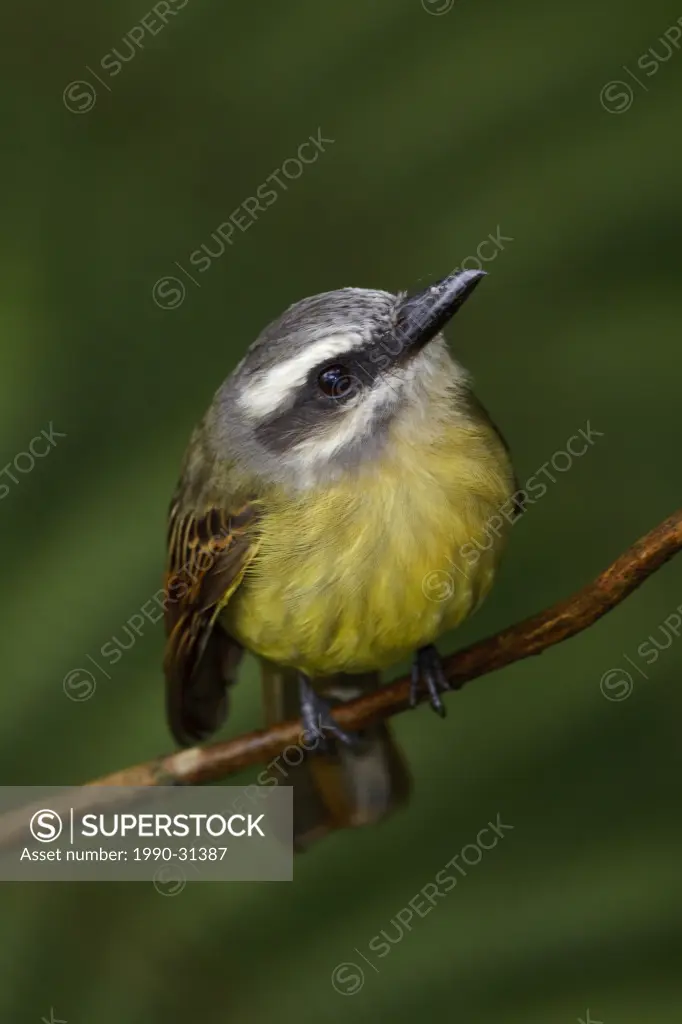 A Golden_crowned Flycatcher Myiodynastes chrysocephalus perched on a branch in the Tandayapa Valley of Ecuador.
