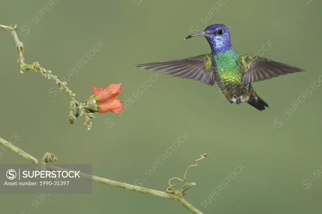 Golden_tailed Sapphire Chrysuronia oenone feeding at a flower while flying at the Wildsumaco reserve in eastern Ecuador.