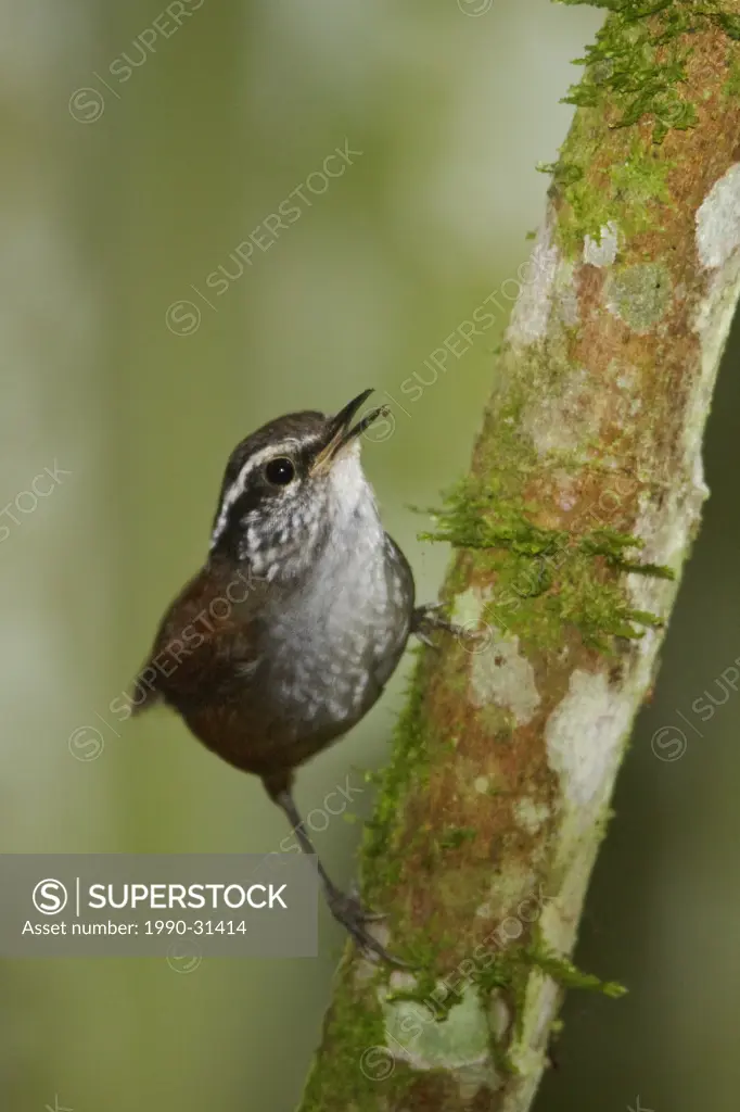 A Gray_breasted Wood Wren Henicorhina leucophrys perched on a branch in the Tandayapa Valley of Ecuador.