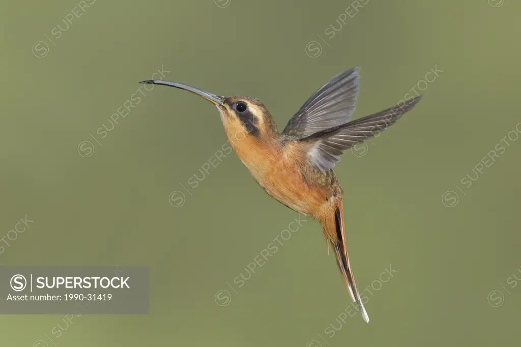 Gray_chinned Hermit Phaethornis griseogularis feeding at a flower while flying at the Wildsumaco reserve in eastern Ecuador.
