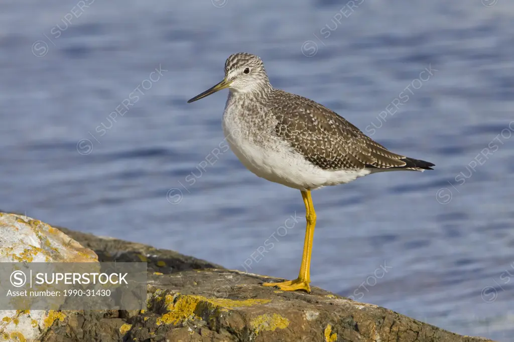 Greater Yellowlegs Tringa Melanoleuca perched on a rock in Victoria, BC, Canada.
