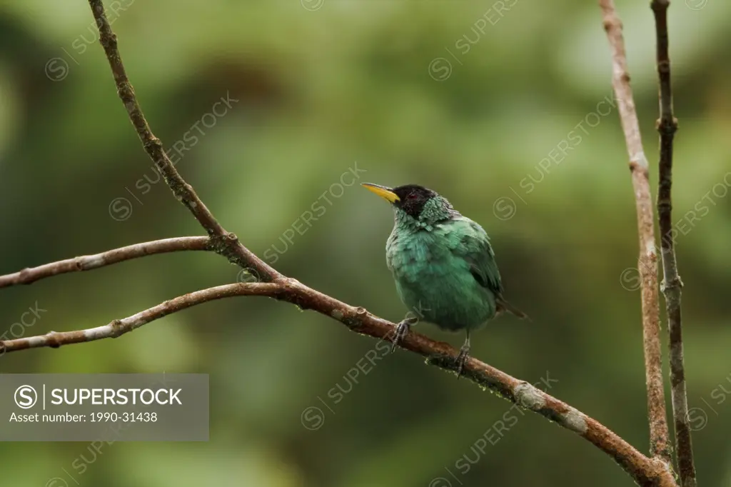 Green Honeycreeper Chlorophanes spiza perched on a branch in the Milpe reserve in northwest Ecuador.