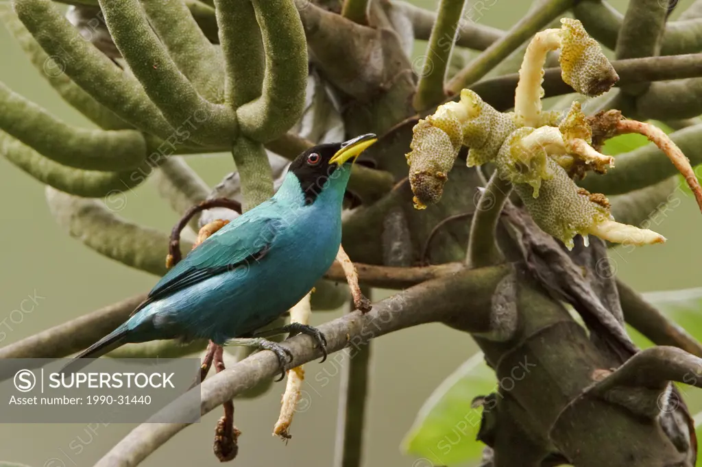 Green Honeycreeper Chlorophanes spiza perched on a branch near Podocarpus National Park in southeast Ecuador.