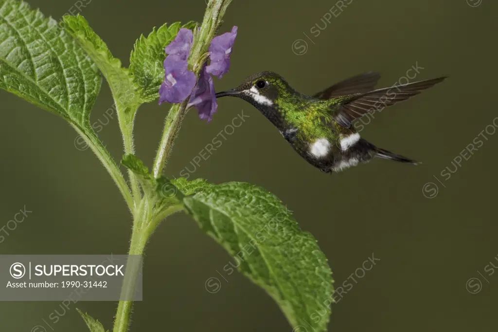 Green Thorntail Popelairia langsdorffi feeding at a flower while flying in the Milpe reserve in northwest Ecuador.
