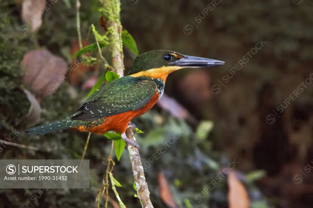 Green_and_Rufous Kingfisher Chloroceyle inda perched on a branch near the Napo River in Amazonian Ecuador.
