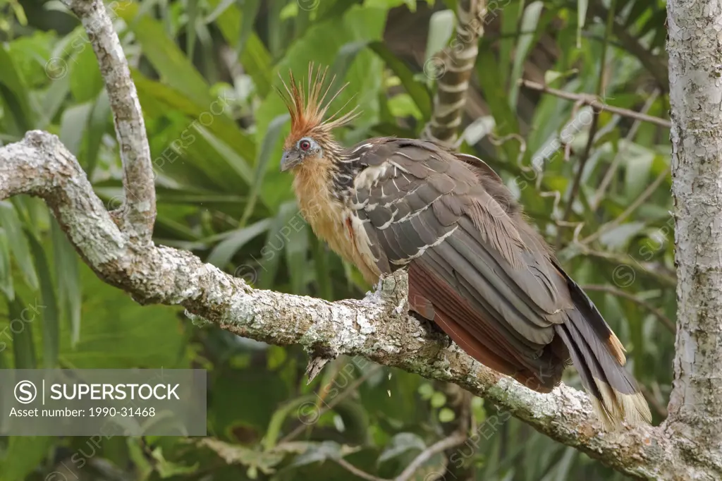 Hoatzin Opisthocomus hoazin perched on a branch near the Napo River in Amazonian Ecuador.