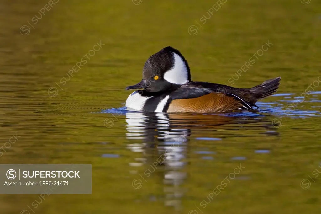 Hooded Merganser Lophodytes cucullatus swimming on a pond in Victoria, BC, Canada.