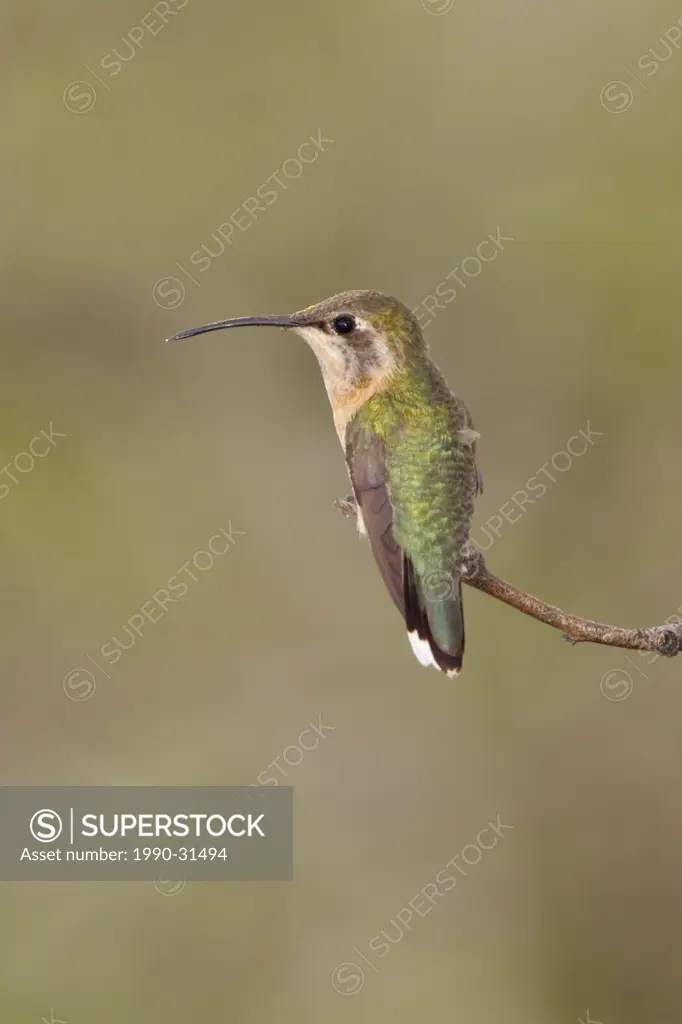 Loja Hummingbird perched on a branch at the Utuana reserve in southwest Ecuador.