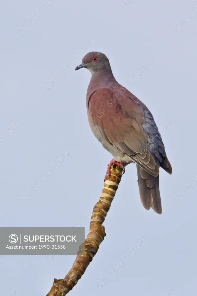Pale_vented Pigeon Columba cayennensis perched on a branch near the Napo River in Amazonian Ecuador.