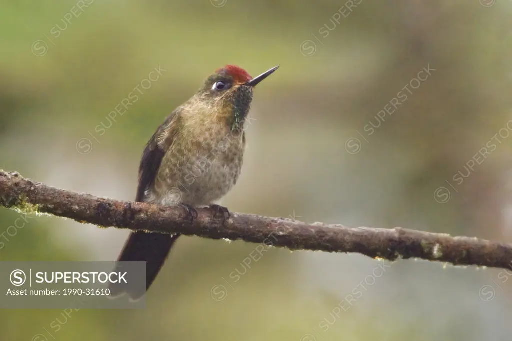 Rufous_capped Thornbill Chalcostigma ruficeps perched on a branch at the Tapichalaca reserve in southeast Ecuador.