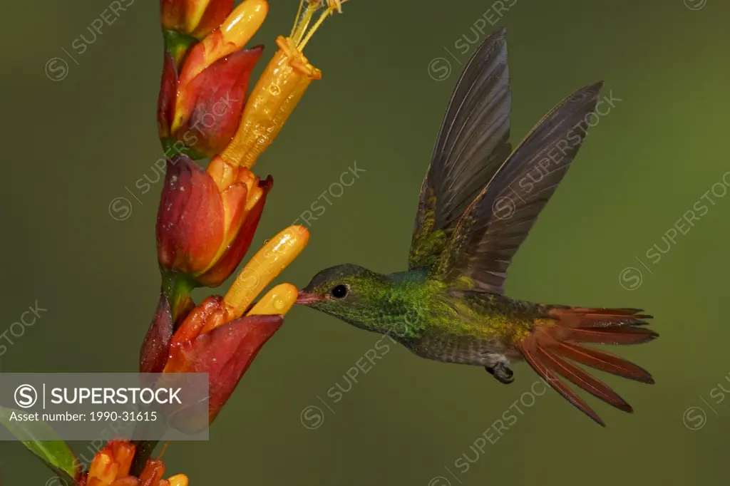 Rufous_tailed Hummingbird Amazilia tzacatl feeding at a flower while flying in the Milpe reserve in northwest Ecuador.