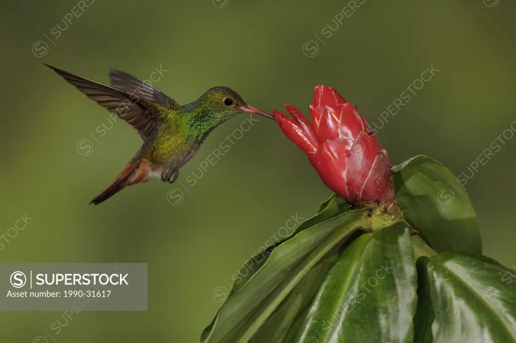 Rufous_tailed Hummingbird Amazilia tzacatl feeding at a flower while flying in the Milpe reserve in northwest Ecuador.