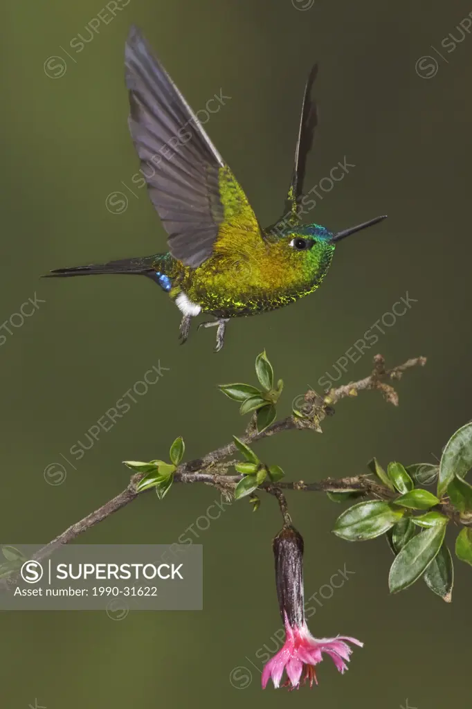 Saphire_vented Puffleg Eriocnemis luciani flying and feeding at a flower at the Yanacocha reserve near Quito, Ecuador.