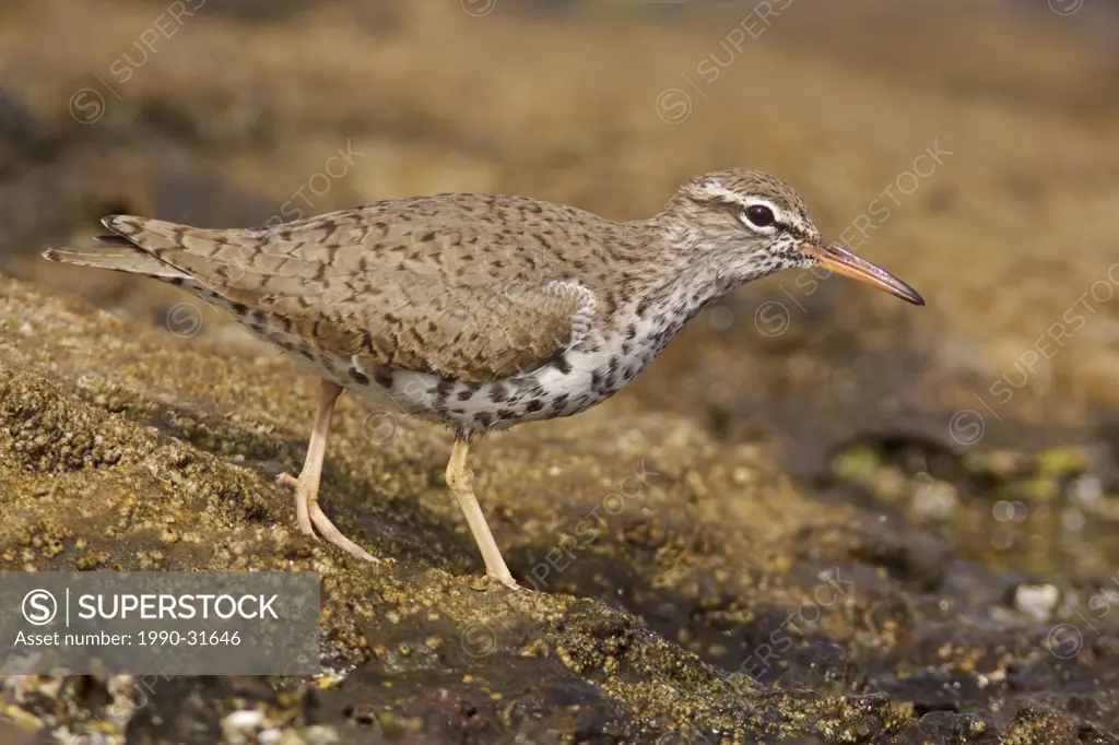 Spotted Sandpiper Actitis macularia perched on a rock near the coast of Ecuador.