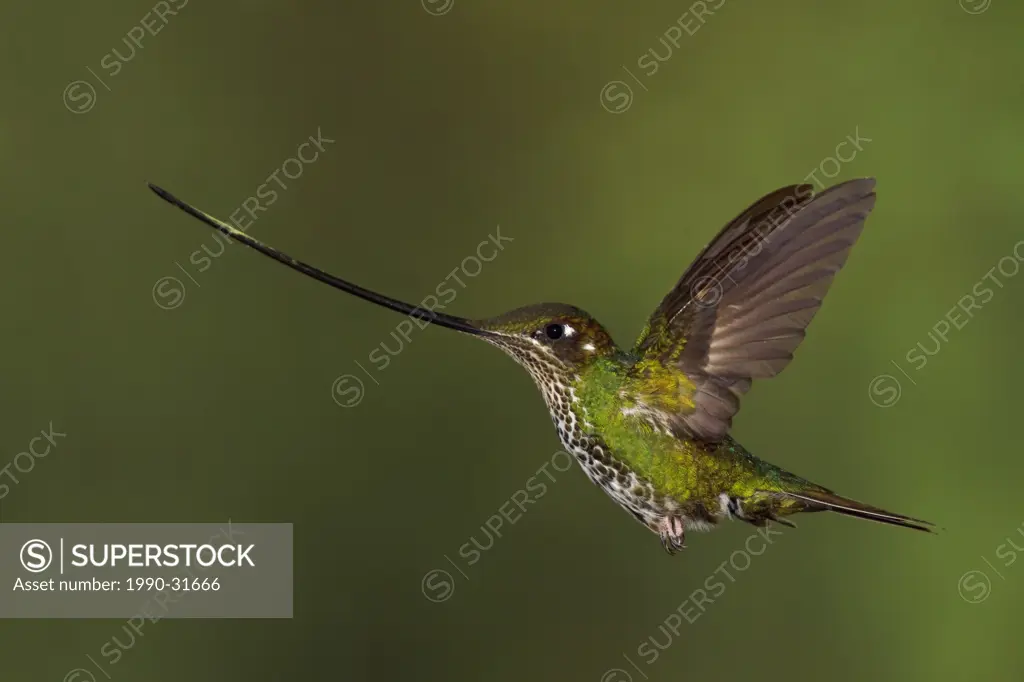 Sword_billed Hummingbird Ensifera ensifera feeding at a flower while flying at Guango Lodge in Ecuador.