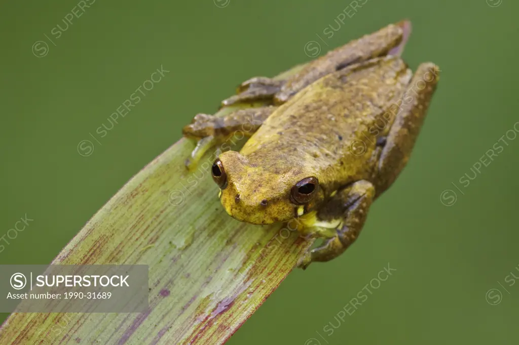A treefrog perched on a bromeliad in the Tandayapa Valley of Ecuador.