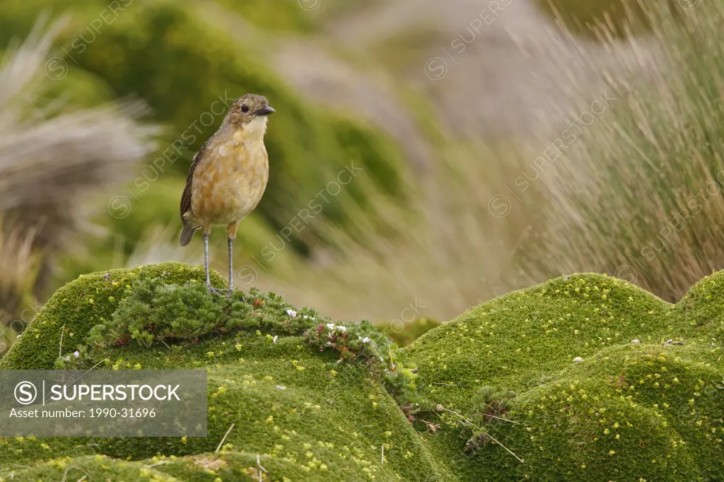 Tawny Antpitta Grallaria quitensis perched on paramo vegetation in the highlands of Ecuador.