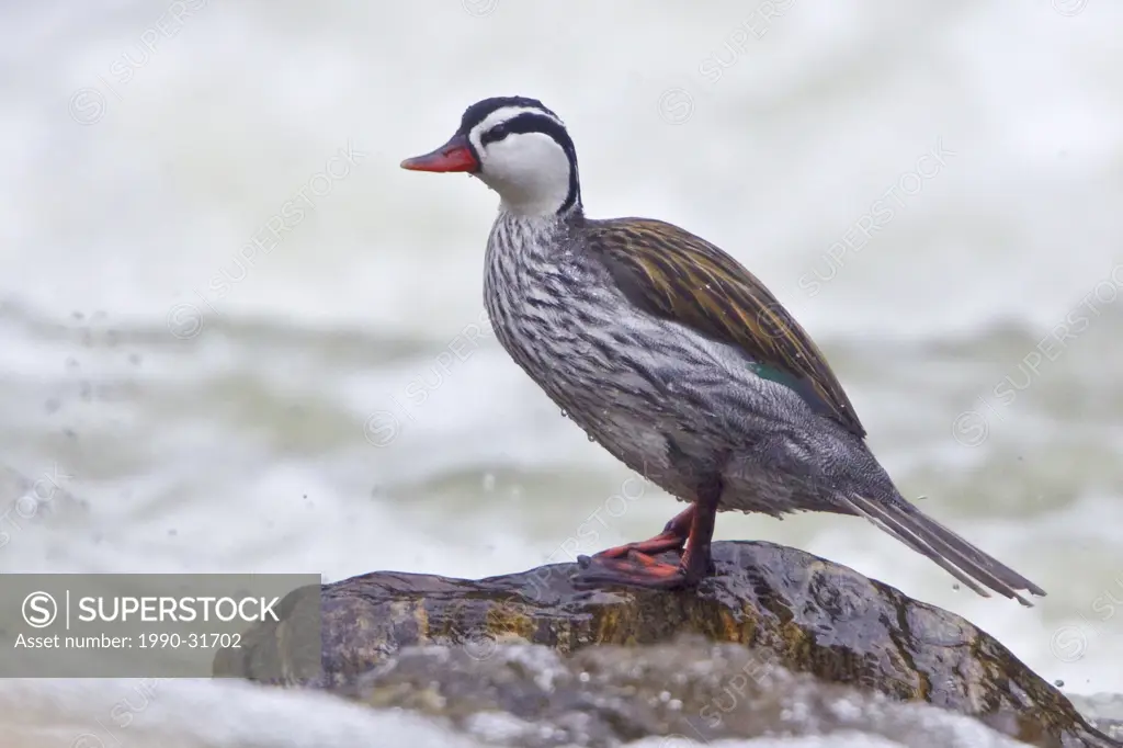 Torrent Duck Merganetta armata perched on a rock alongside a rushing stream in the highlands of central Ecuador.