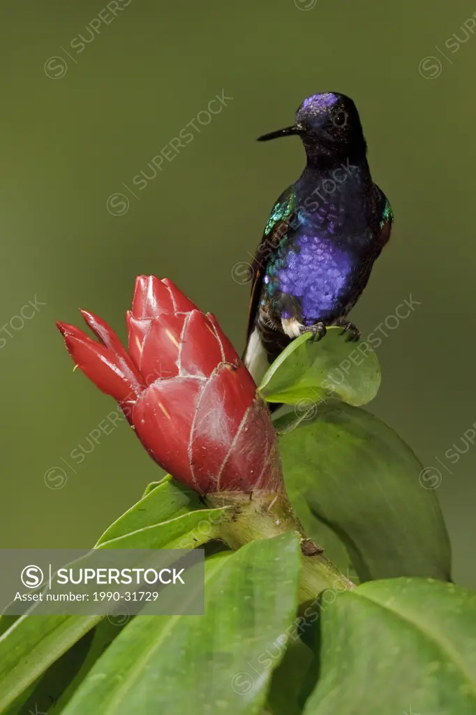 Velvet_purple Coronet Boissonneaua jardini feeding at a flower while flying in the Milpe reserve in northwest Ecuador.