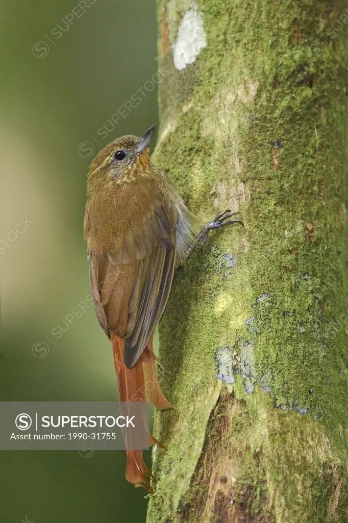 Wedge_billed Woodcreeper Glyphorynchus spirurus perched on a branch at the Mindo Loma reserve in northwest Ecuador.