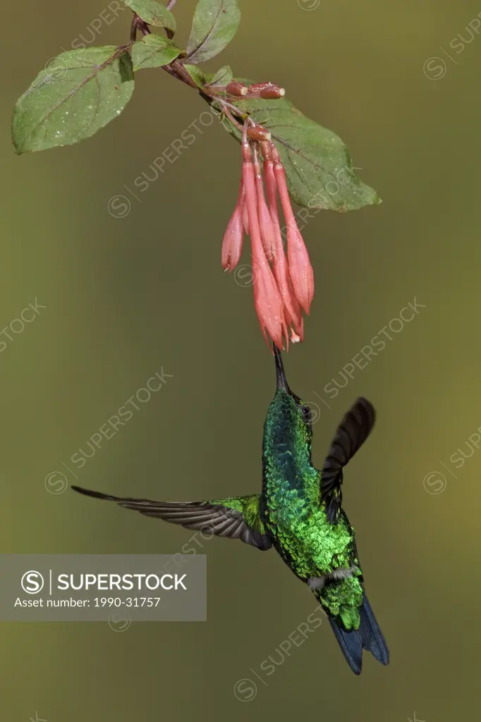 A Western Emerald Hummingbird Chlorostilbon melanorhyncus feeding at a flower while flying in the Tandayapa Valley of Ecuador.