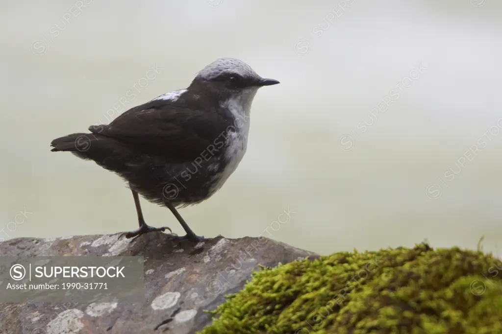 White_capped Dipper Cinclus leucocephalus perched on a rock alongside a rushing stream in the highlands of central Ecuador.