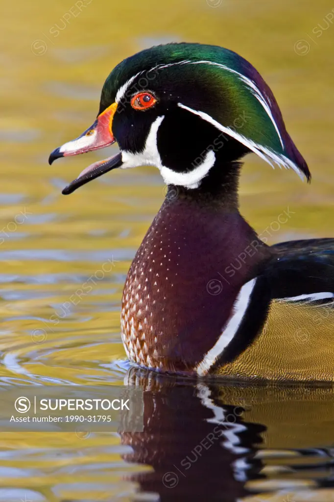 Wood Duck Aix sponsa swimming on a golden pond in Victoria, BC, Canada.