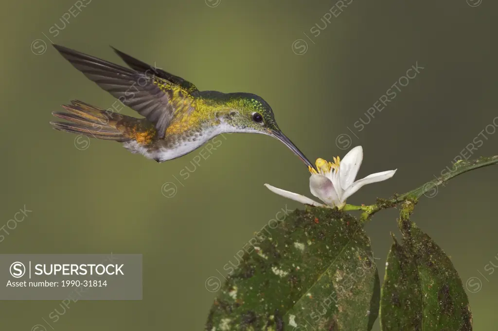 An Andean Emerald hummingbird Amazilia franciae feeding at a flower while flying in the Tandayapa Valley of Ecuador.