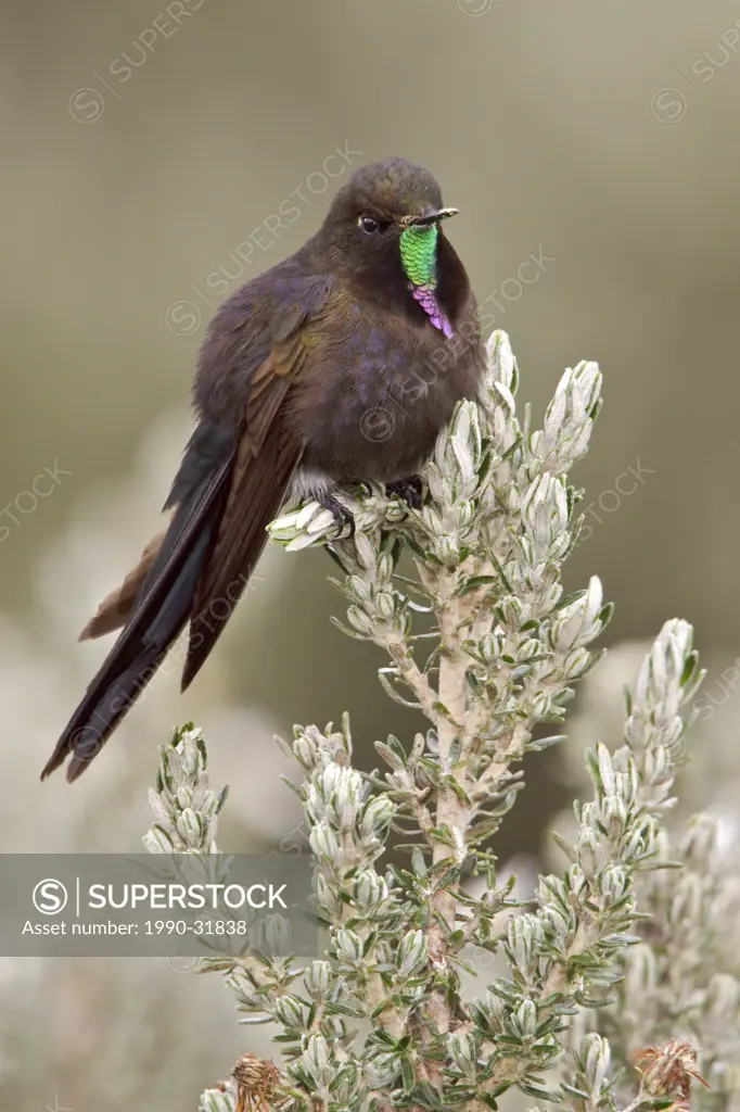 Blue_mantled Thornbill Chalcostigma stanleyi perched on a branch in Cajas National Park in southern Ecuador.