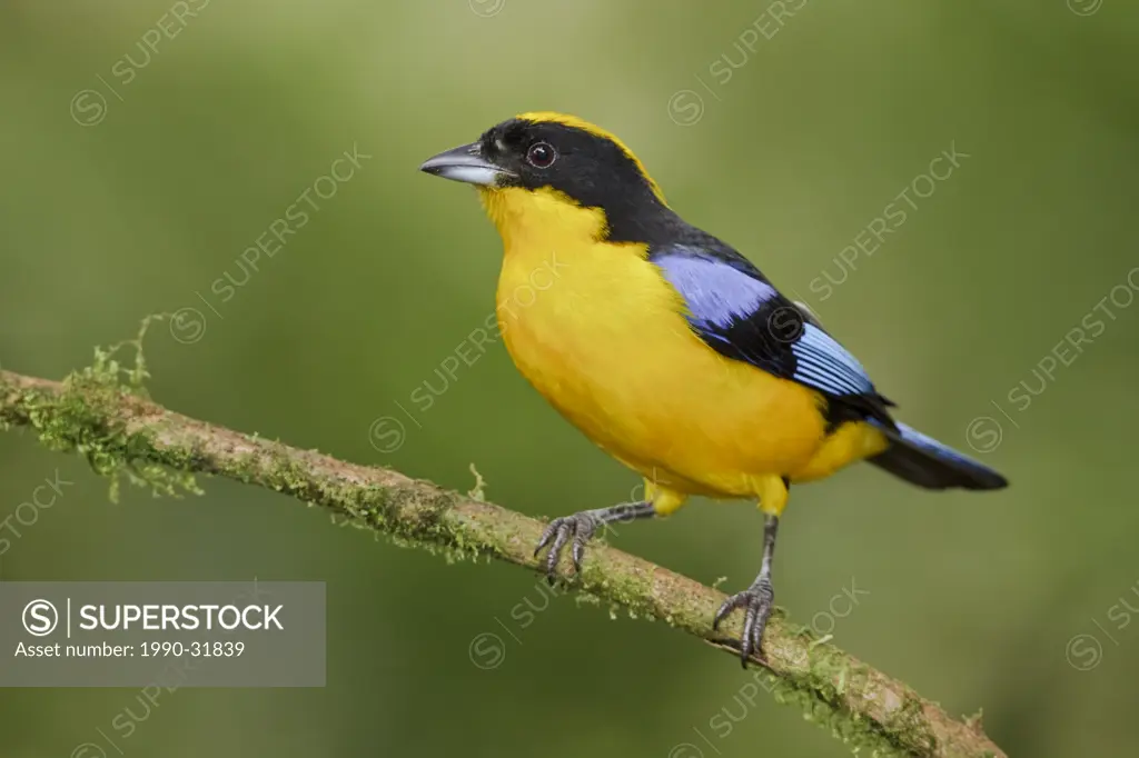Blue_winged Mountain Tanager Anisognathus somptuosus perched on a branch at the Mindo Loma reserve in northwest Ecuador.