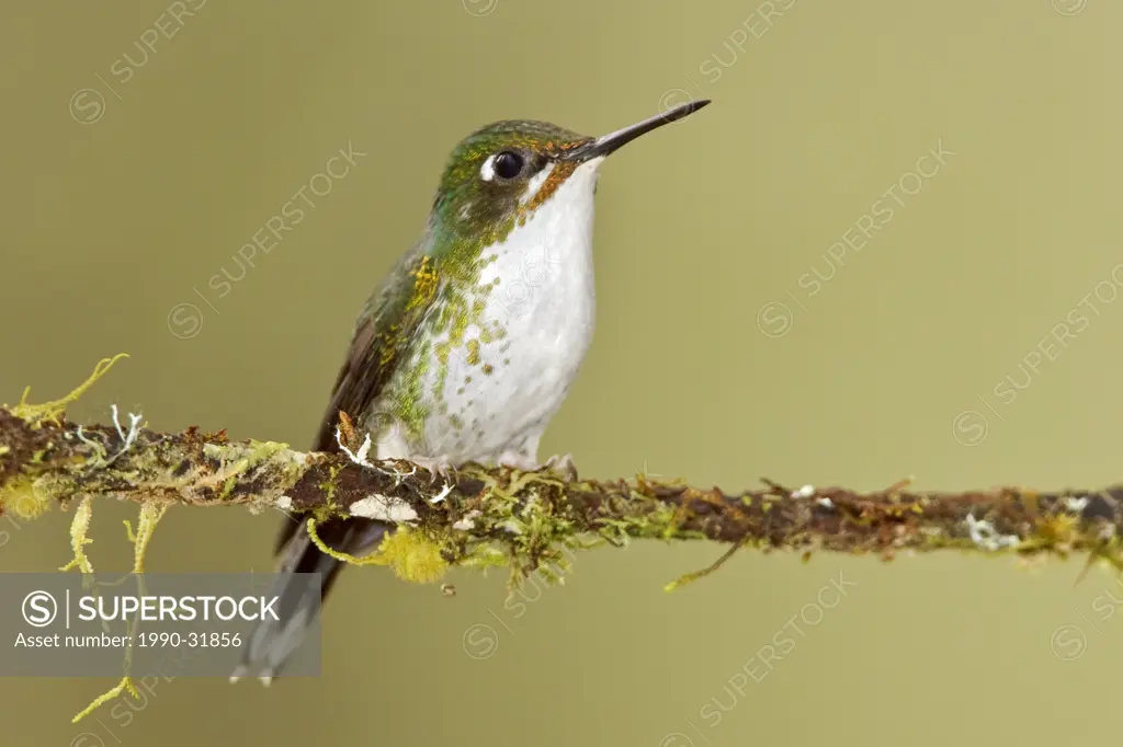 A Booted Racket_tail hummingbird Ocreatus underwoodii perched on a branch in the Tandayapa Valley of Ecuador.