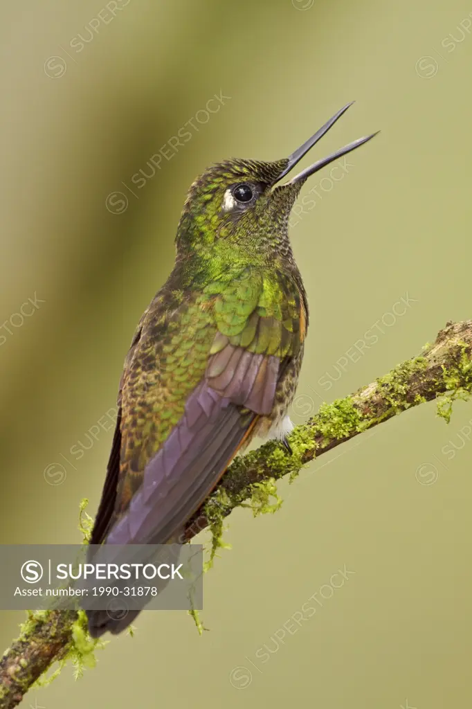 Buff_tailed Coronet Boissonneaua flavescens perched on a branch in the Tandayapa Valley of Ecuador.