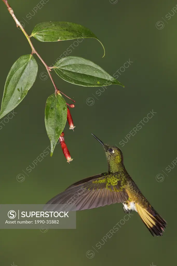 Buff_tailed Coronet Boissonneaua flavescens feeding at a flower while flying in the Tandayapa Valley of Ecuador.