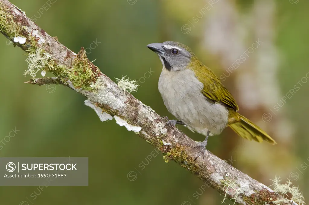 Buff_throated Saltator Saltator maximus perched on a branch near Podocarpus National Park in southeast Ecuador.