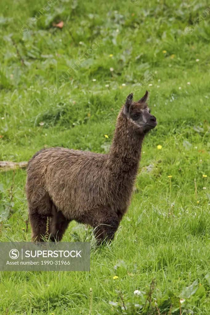 A Llama Lama glama feeding on the grass in Cajas National Park in southern Ecuador.