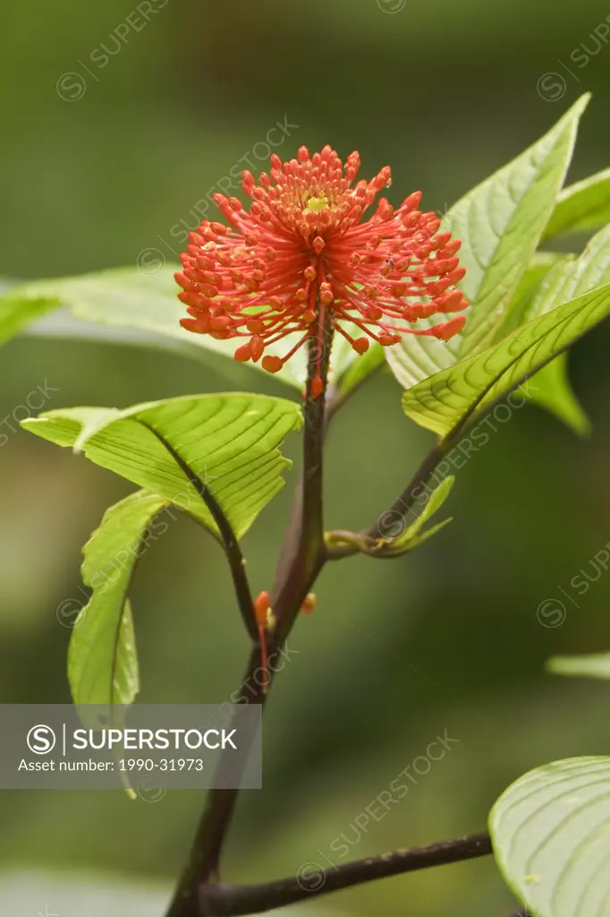 A flower in the rainforest at the Milpe reserve in northwest Ecuador.