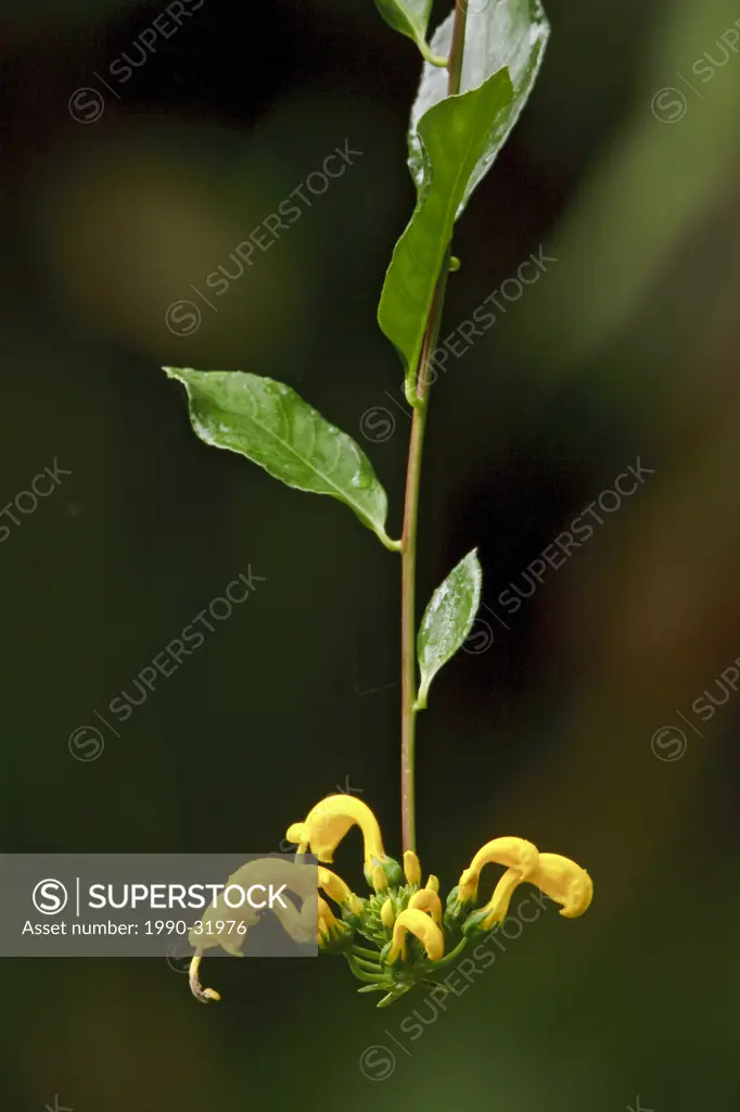 A flower in Podocarpus national Park in southeast Ecuador.